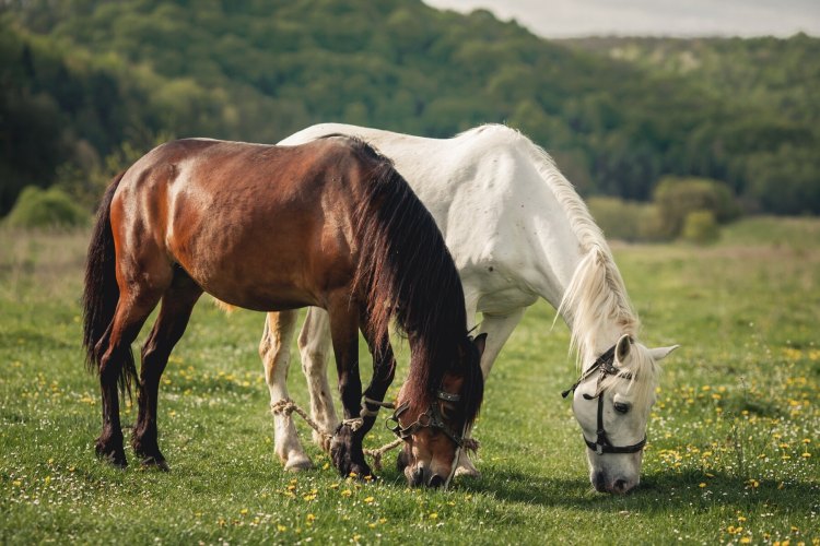 Lucky Horse Ranch